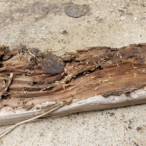 Pest Control Services by Superior Pest Management Llc in Mesquite