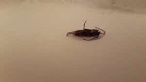 Pest Control Services by Terminix in Irving