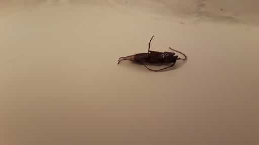 Pest Control Services by Terminix in Irving