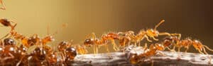 Pest Control Services by Texas Fire Ant Control Llc in Tolar