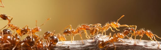 Pest Control Services by Texas Fire Ant Control Llc in Tolar