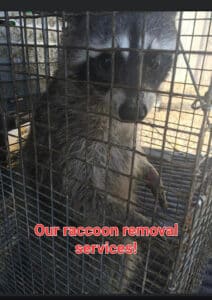 Pest Control Services by Texas Pest & Wildlife in Spring