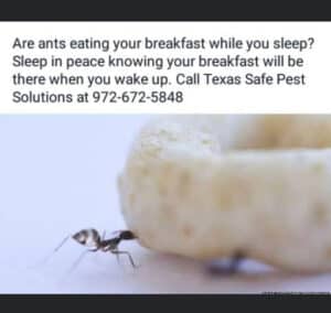 Pest Control Services by Texas Safe Pest Solutions in Allen