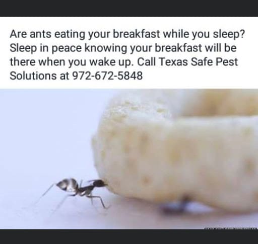 Texas Safe Pest Solutions, Pest Control company in Allen Pest Control Services by Texas Safe Pest Solutions in Allen, Texas