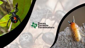 Pest Control Services by Texas Termite Terminators in Houston