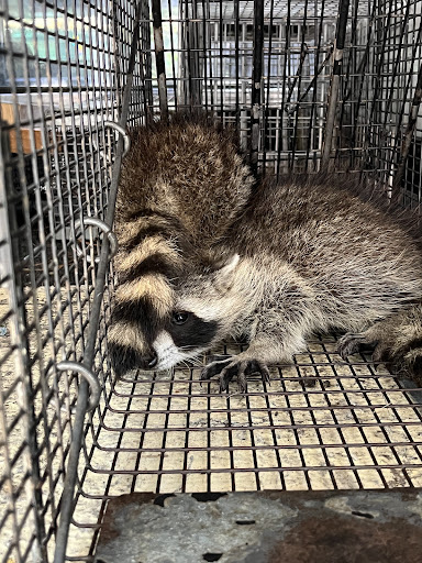 Pest Control Services by Tha Critter Getter in Magnolia