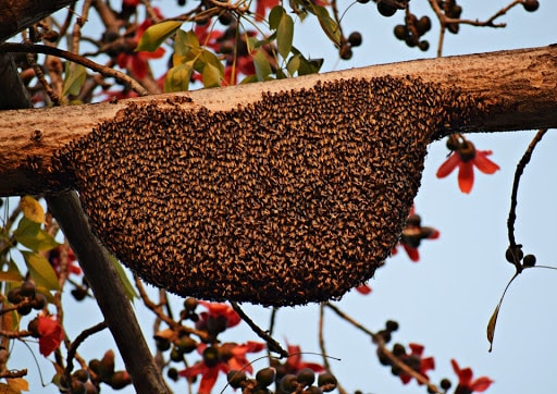 Pest Control Services by The Bee Guy Live Bee Removal/Wildlife Management. in Killeen