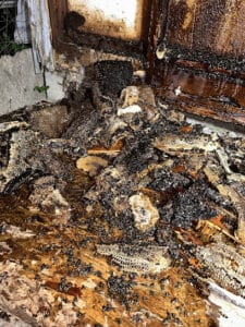 Pest Control Services by The Bee Guy Rgv in Edcouch