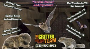 Pest Control Services by The Critter Team in Spring