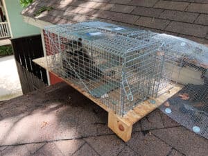 Pest Control Services by Tobys Wildlife Management & Pest Control in Katy