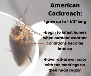 Pest Control Services by Tom Samples Pest Control in Springtown