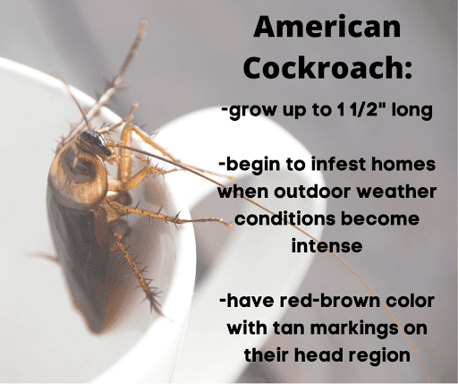 Pest Control Services by Tom Samples Pest Control in Springtown, Texas
