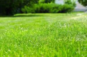 Pest Control Services by Top Turf in Keller