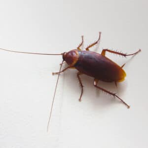 Pest Control Services by Town & Country Pest Control Inc. in Robstown