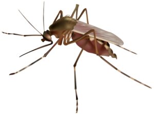 Pest Control Services by Tri County Pest Control Llc in Cypress