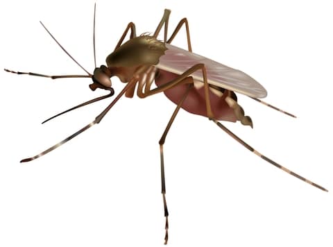 Pest Control Services by Tri County Pest Control Llc in Cypress, Texas
