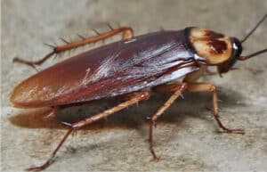 Pest Control Services by Tru-Science Termite & Pest Control in Spring
