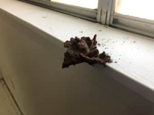 Pest Control Services by Truly Nolen Pest & Termite Control - Abilene in Abilene