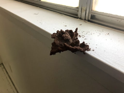 Truly Nolen Pest & Termite Control - Abilene, Pest Control company in Abilene Pest Control Services by Truly Nolen Pest & Termite Control - Abilene in Abilene, Texas