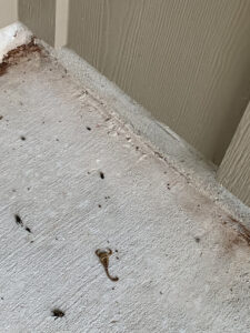 Pest Control Services by Turner Pest Control in Greenville
