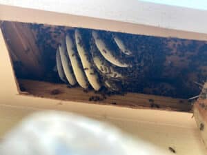 Pest Control Services by Usa Bee Removal in Austin