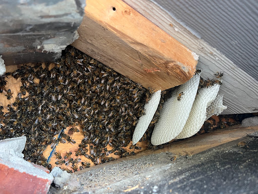 Pest Control Services by VIP Bee Rescue Bee Removal 3 in Garland, Texas