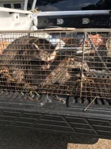 Pest Control Services by Varmint Masters Wildlife Removal & Pest Control in Bulverde