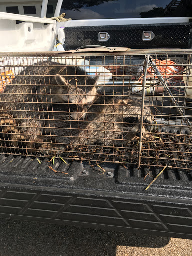 Varmint Masters Wildlife Removal & Pest Control, Pest Control company in Bulverde Pest Control Services by Varmint Masters Wildlife Removal & Pest Control in Bulverde, Texas