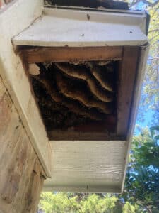 Pest Control Services by Waco Wild Honey Live Bee Removal Llc in Robinson