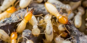 Pest Control Services by Walthall Pest Services in McKinney