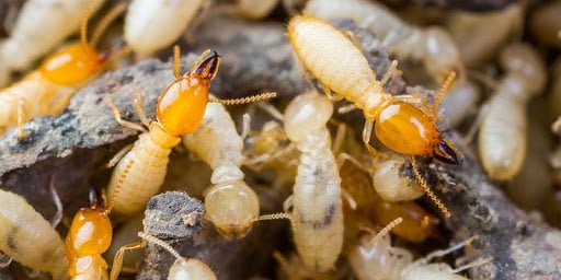Pest Control Services by Walthall Pest Services in McKinney, Texas