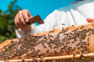 Pest Control Services by Wasp Nest Removal Services in Houston