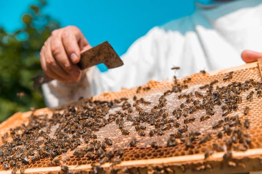 Pest Control Services by Wasp Nest Removal Services in Houston