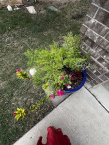 Pest Control Services by Waterloo Pest Management in Austin