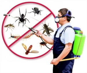 Pest Control Services by West Texas Pest Management in Alpine