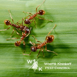 Pest Control Services by White Knight Pest Control in Buda