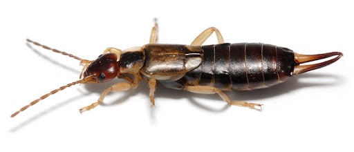 Pest Control Services by White Knight Pest Control in Carrollton