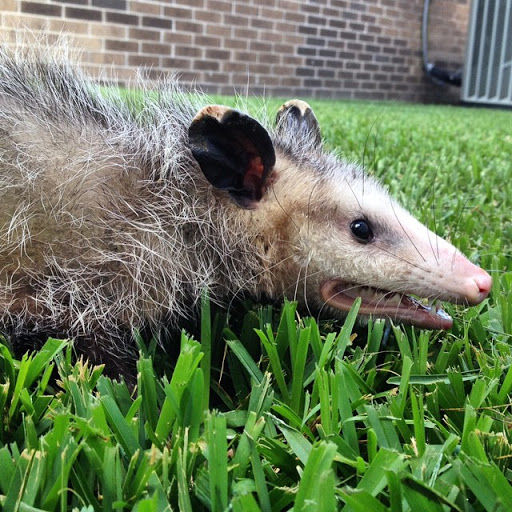 Pest Control Services by Wildernex Llc Wildlife Control in Magnolia
