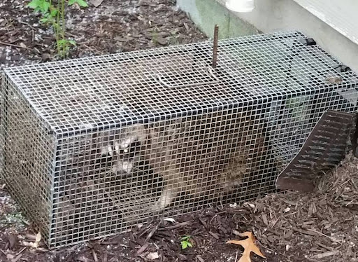 Wildlife Trapper Pro, Pest Control company in Sherman Pest Control Services by Wildlife Trapper Pro in Sherman, Texas