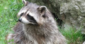 Pest Control Services by Wildlife X Team in San Antonio