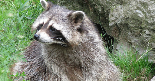 Pest Control Services by Wildlife X Team in San Antonio, Texas
