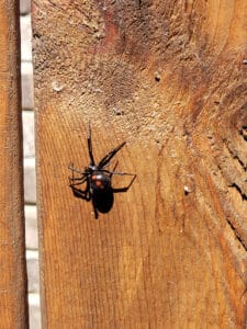 Pest Control Services by Wing 8 Pest Services Of Forney in Forney