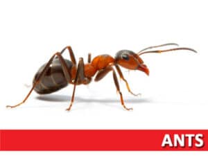 Pest Control Services by Wise / Chem Safe Pest Control in Granbury