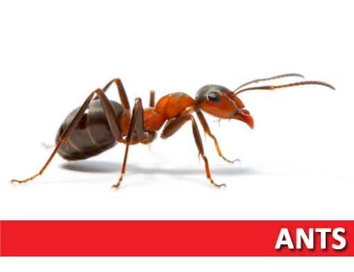Wise / Chem Safe Pest Control, Pest Control company in Granbury Pest Control Services by Wise / Chem Safe Pest Control in Granbury, Texas