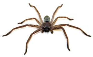 Pest Control Services by Witten Pest Control in San Antonio