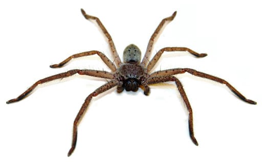 Pest Control Services by Witten Pest Control in San Antonio