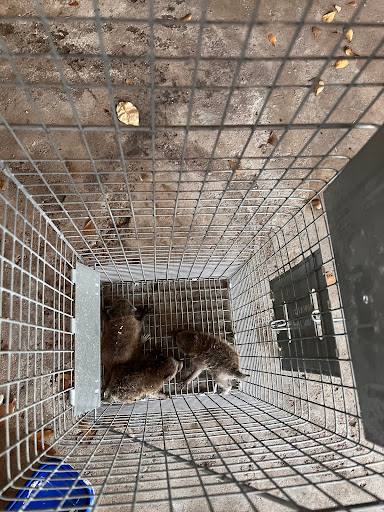 Workman'S Pest Control, Pest Control company in Cypress Pest Control Services by Workman'S Pest Control in Cypress, Texas