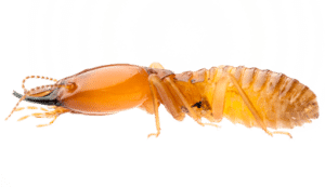 Pest Control Services by X Out Pest Services in Austin