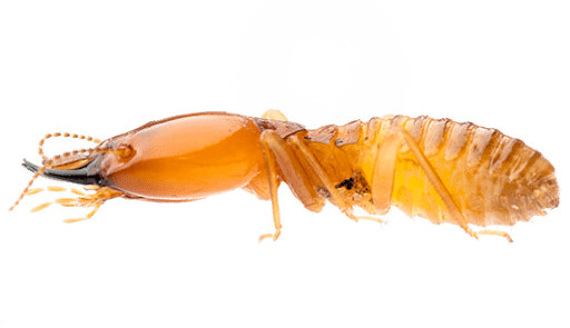 X Out Pest Services, Pest Control company in Austin Pest Control Services by X Out Pest Services in Austin, Texas