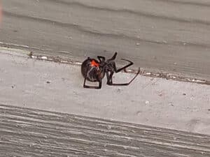 Pest Control Services by X Out Pest Services in San Antonio